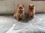 Chiots a donner - Miniature