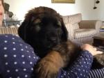 Chiots leonberg - Miniature