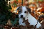 Mignons chiot jack russel - Miniature