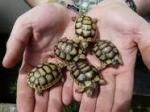 Donne mes tortues de terre hermann - Miniature