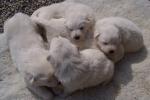 Chiots berger blanc suisse - Miniature