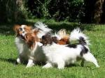 Epagneul nain continental papillon type non lof - Miniature