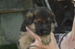 Adopter chiots de types berger allemand lof male et femelle - Miniature