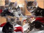 Chaton bengal - Miniature