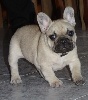 A reserver chiots type bouledogue francais - Miniature