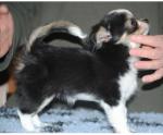 Exceptionnels chiots spitz pomeranie merles - Miniature