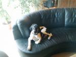 Tueur de chien - Miniature