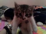 Donne chaton - Miniature