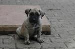 Chiots dogo canario lof - Miniature