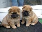 Superbes chiots chow chow lof poil long - Miniature