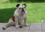 Bulldog anglais pour saillie - Miniature