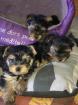 Chiots yorkshire nain - Miniature