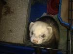 Furet male pour saillie - Miniature