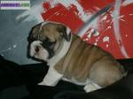 Chiots bouledogue anglais a donner contre bon soins - Miniature