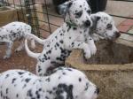 9 chiots dalmatiens - Miniature