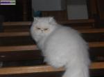 Chaton persan - Miniature