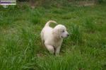 Type golden retriever - Miniature