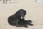 Cherche chiot femelle batard - Miniature