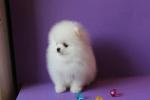 Splendide chiots spitz nain - Miniature