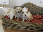 2 jolis chiots 1male et 1 femelle type chihuahua - Miniature