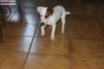 Jack russell lof - Miniature