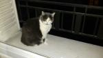 Donne chatte 12 ans - Miniature