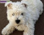 Chiots de type westie non lof - Miniature