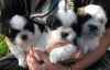 Magnifique chiots shih tzu non lof - Miniature