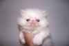 Adorables chaton persan - Miniature