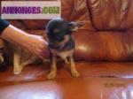 Bb type chihuahua non inscrit au lof - Miniature