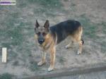 Berger allemand male - Miniature