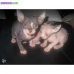 Chatons sphynx non loof - Miniature