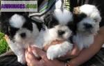 Chiots de type shih tzu non lof a adopter - Miniature