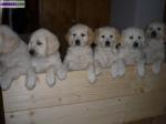 Chiot golden retriever lof à réserver - Miniature