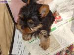 Yorkshire male - Miniature