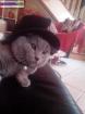 Saillie chartreux pure race - Miniature