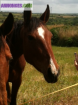 Cheval - Miniature