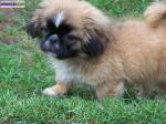 Jolie chiot pekinois femelle pour vous. - Miniature