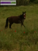 Cheval - Miniature
