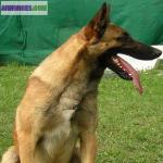 Chiots malinois lof - Miniature