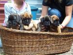 Superbes chiots boxer lof - Miniature