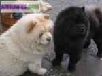 Superbes chiots chow chow - Miniature