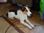 Perdu petit chien blanc type jack russel à rennes - Miniature