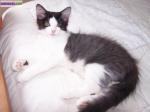 Donne chaton de 5 mois - Miniature