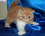 Chatons  angora turc loof à réserver - Miniature