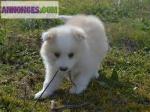 Magnifiques chiots type border collie ! - Miniature