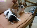 Magnifiques chiots type jack russel - Miniature