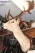 Tete de cerf - Miniature