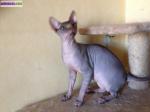 Chaton - Miniature