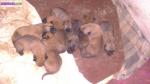 Vends chiots type malinois - Miniature